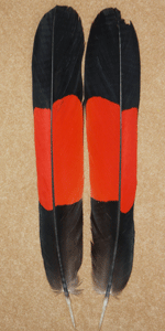 red tailed black male